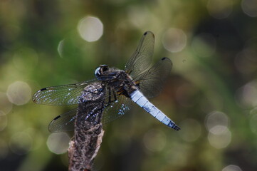 a large dragonfly on a branch by the stream