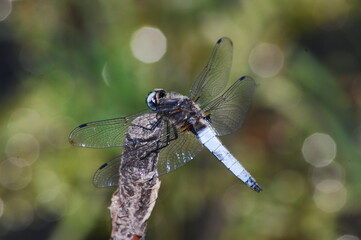 a large dragonfly on a branch by the stream