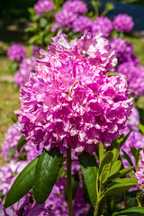 Obraz premium lilafarbene Blüte vor grünem Hintergrund