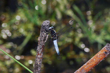 a large dragonfly on a branch by the stream