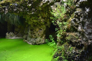 green moss on a rock