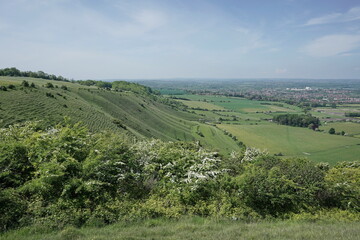 landscape in the summer