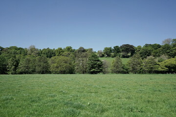 trees in the field