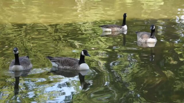 Four Canada geese swimming in the lake of Bois de Boulogne in Paris