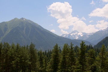 Mountain landscape on a Sunny day in summer. In the foreground green pines