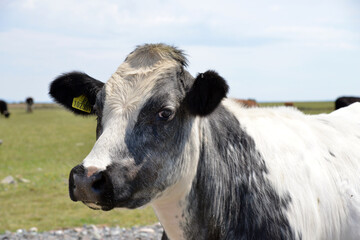 Cows on Walney island, Cumbria, 