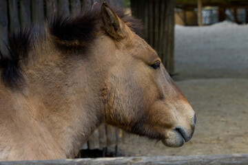 Fototapeta premium Przewalski horse, Przewalski`s horse Equus przewalskii, Dzungarian horse or Equus ferus przewalskii also called the Mongolian wild horse, is a rare and endangered horse