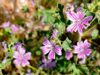 Macro view of purple wild flowers Malva sylvestris in nature forming a nice background