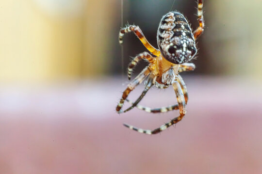 Arachnophobia fear of spider bite concept. Macro close up spider on cobweb spider web on natural blurred background. Life of insects. Horror scary frightening banner for halloween.
