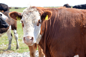 Obraz na płótnie Canvas Cows on Walney island, Cumbria, 