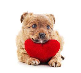 One little dog with a red heart.