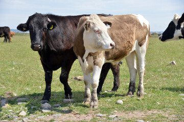 Naklejka na ściany i meble Cows on Walney island, Cumbria, 