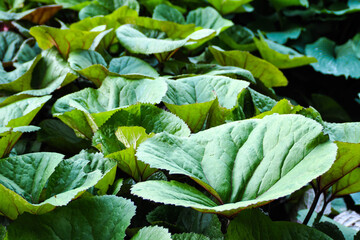 green large leaves in the garden in the city Park