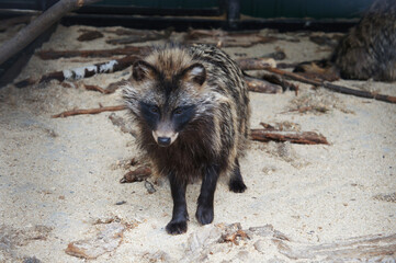 Portrait of young raccoon dog