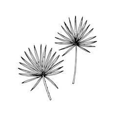 Hand drawn sketch style fan palm leaves set. Vector illustration. 