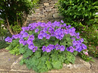 Purple flowers, amongst green leaves, next to the roadside in, Bradford, Yorkshire, UK 