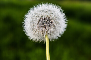 dandelion on green background