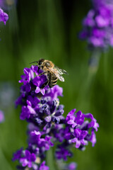 abeille qui butine la lavande
