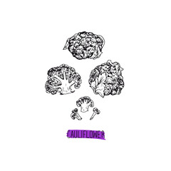 Hand drawn sketch style Cauliflower set. Vector illustration. 