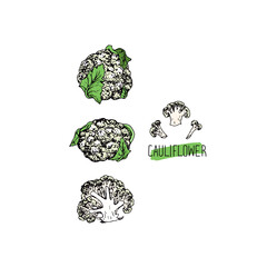 Hand drawn sketch style white cauliflower set. Color illustration. 