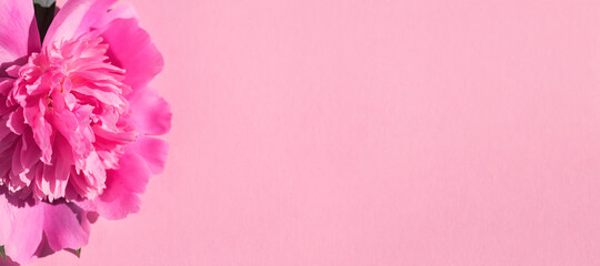 Peony flower on colorful background close up. Creative layout.