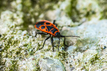 Beetle