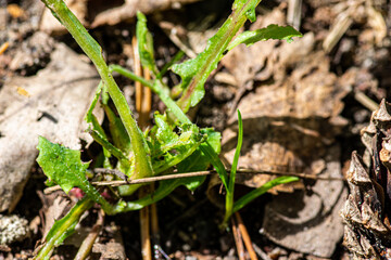 Aphid