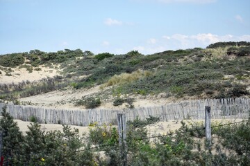 Landscape with dunes, wooden fence and wild nature in Kijkduin, The Netherlands. 