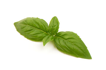Fresh basil leaves, isolated on white background