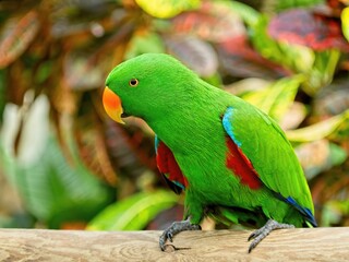 Male Eclectus parrot perched amidst lush greenery