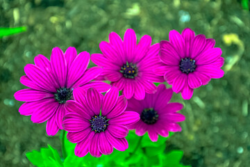 Fototapeta premium Dimorphotheca ecklonis or osteospermum known as cape marguerite, Van Staden's river daisy, Sundays river daisy, daisy bush, star of the veldt