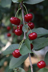 red cherries on a tree