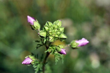 Knospe einer rosaroten wilden Malve