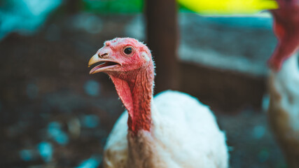 Breeding turkeys on a farm. White turkey portrait walking in paddock. Flock of Turkeys walking in paddock on farm. Pasture raised turkey on a farm.