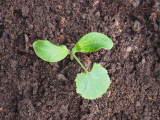 Young fresh plant with leaves zucchini in fertile soil closeup, top view. Growing a healthy vegetable in early spring in the kitchen garden.