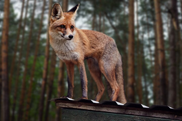 Fototapeta premium Beautiful portrait of a red face on a forest background black background