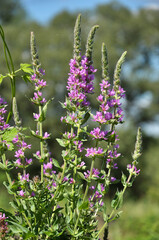 Lythrum salicaria grows on the riverbank