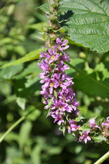 Lythrum salicaria grows on the riverbank