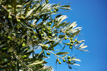 Olive branch with leaves and green olives. Olive tree close up in Greece, Corfu. Mediterranean plant, flora.
