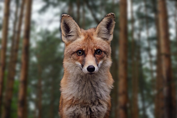 Beautiful portrait of a red face on a forest background black background