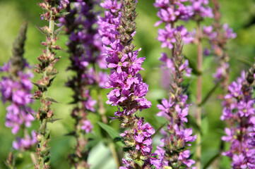Lythrum salicaria grows on the riverbank