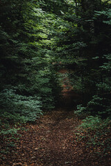 Chemin dans la foret jonché de feuilles mortes