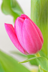 Close-up of pink tulip flower against green leaves