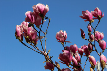 Pink flowers of Magnolia × soulangeana (saucer magnolia)