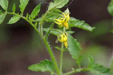 grasshopper on a flower