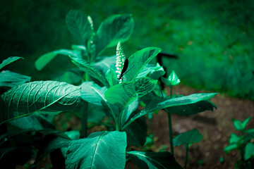 tropical flower in the garden