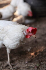 chicken on a flower