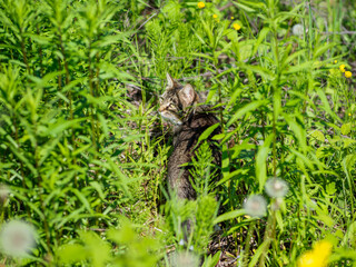 Domestic cat in the grass on the field.