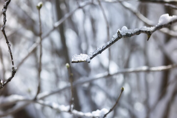 Winter nature details in countryside in East Europe. Snow covered tree branches in sunny day.