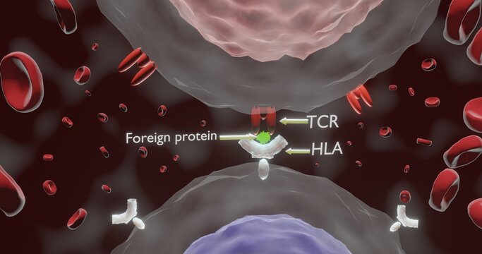 The double recognition in 3d illustration